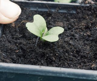 Spring cabbage seedling