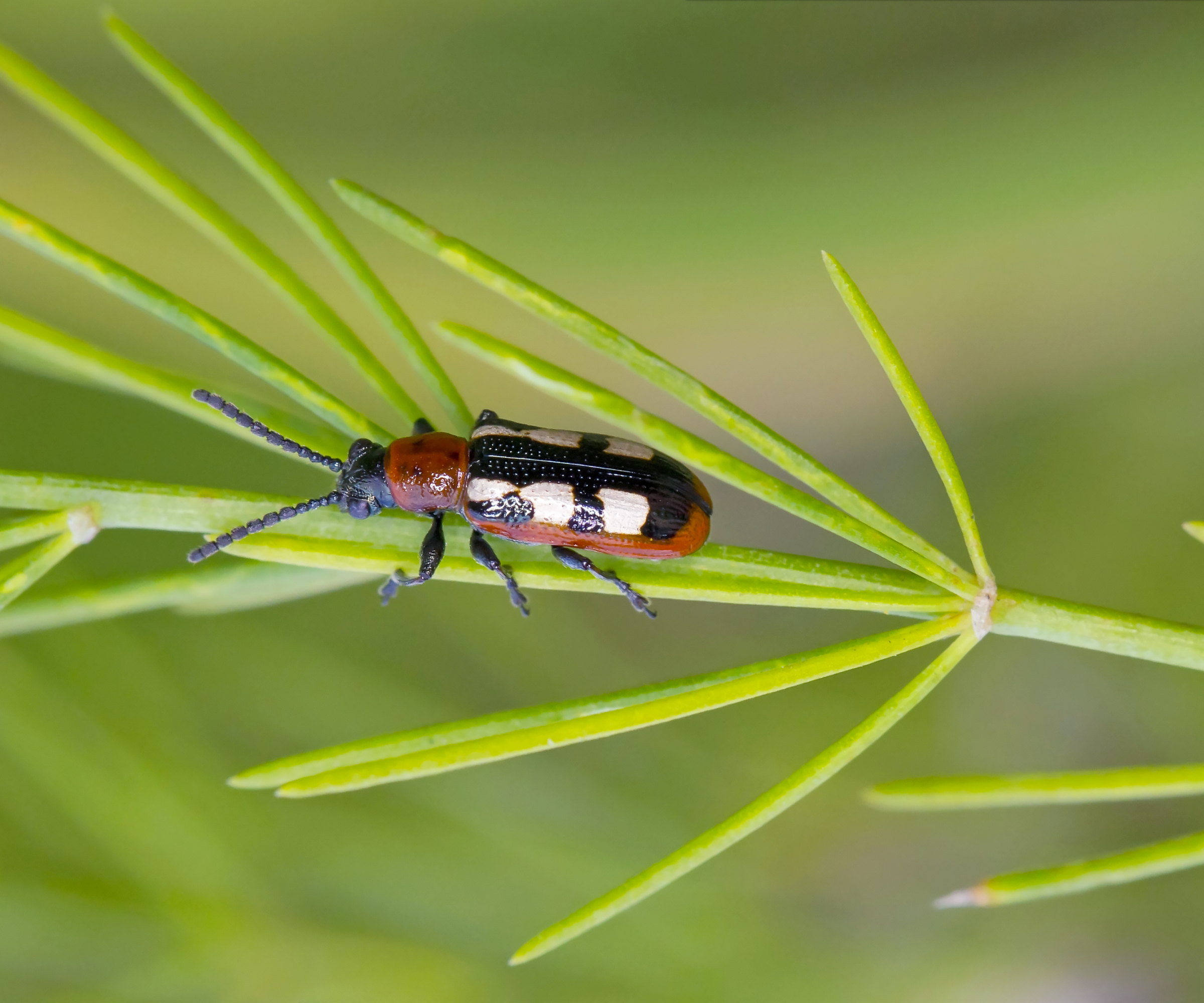 A common asparagus beetle up close on the asparagus fern