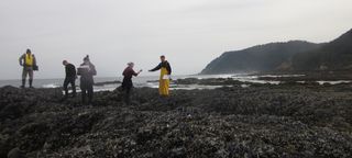 Undergraduate students at Oregon State University assist in monitoring the intertidal zone on the Oregon coast for damage done by sea star wasting syndrome.