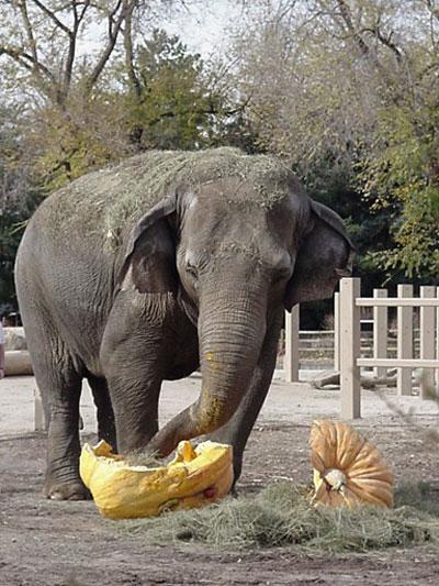 boo-zoo-album-9-mimi-pumpkin-101028