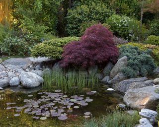 wildlife pond in a garden with rocky surrounding