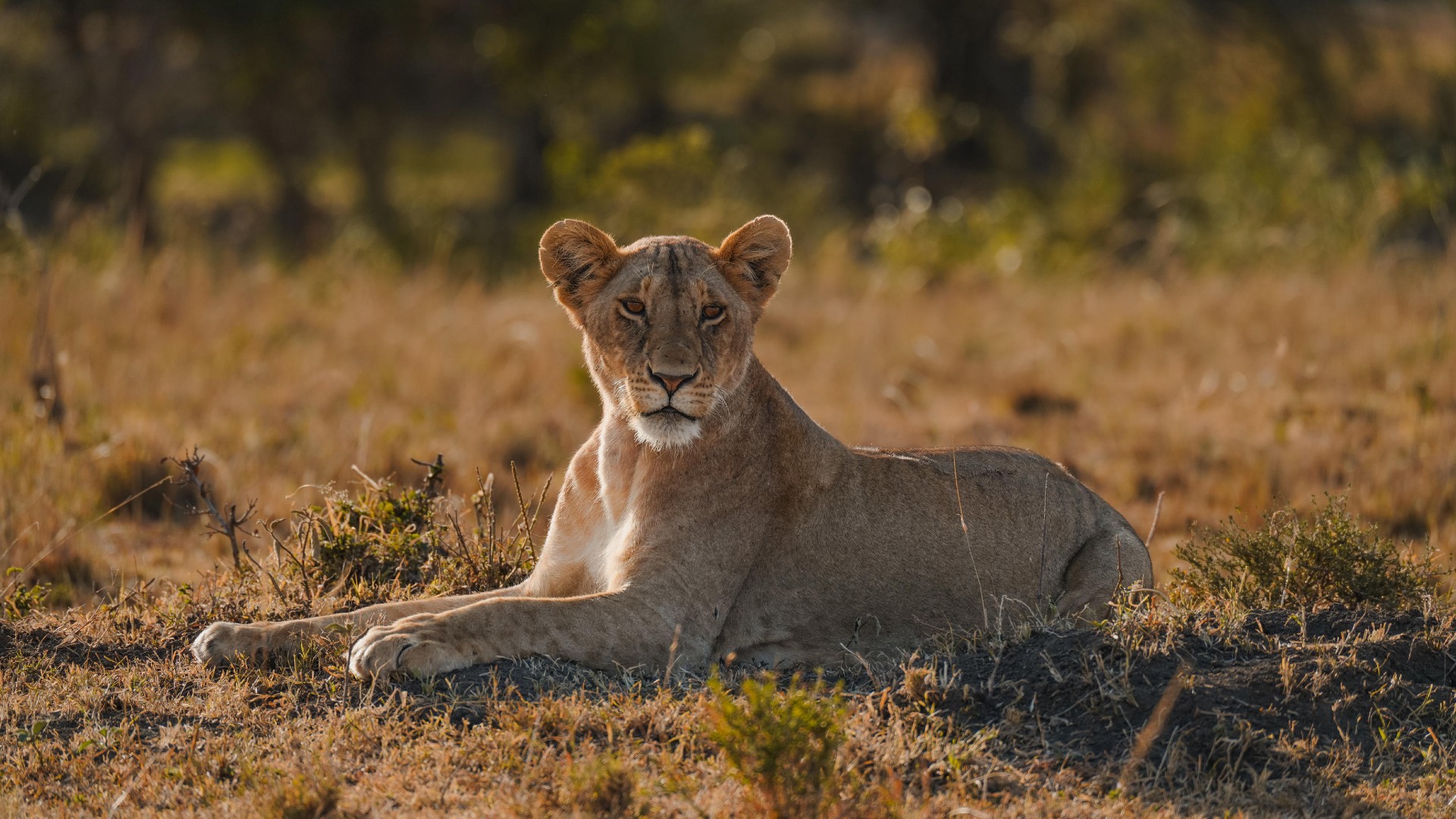 Masaai Mara lion