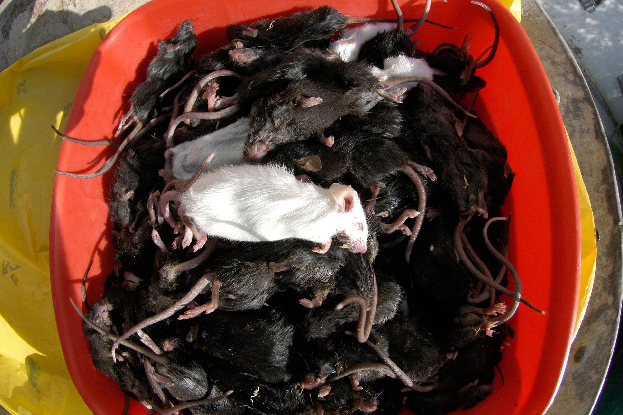 An 'absolute plague' of mice is ravaging eastern Australia