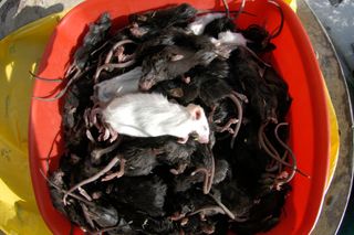 A mouse plague in Aragon, Spain.