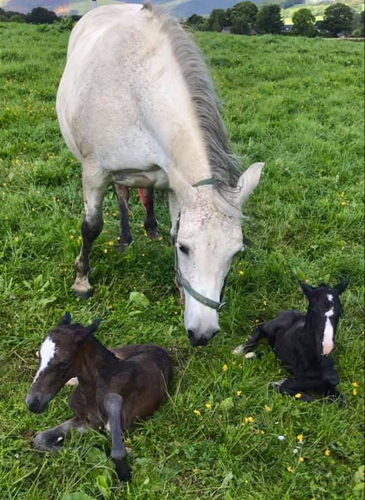 Craigmancie Stud foals