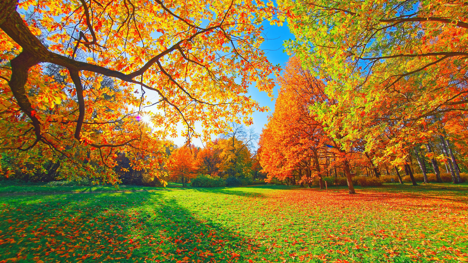 autumn leaves on trees and grass on sunny day