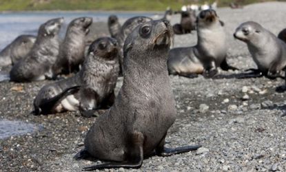 As Antarctic fur seal pups grow, they sometimes travel thousands of miles away from their birthplace, only to return to nearly the same spot when it's time for them to give birth.