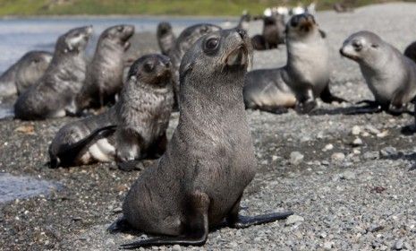 As Antarctic fur seal pups grow, they sometimes travel thousands of miles away from their birthplace, only to return to nearly the same spot when it&amp;#039;s time for them to give birth.