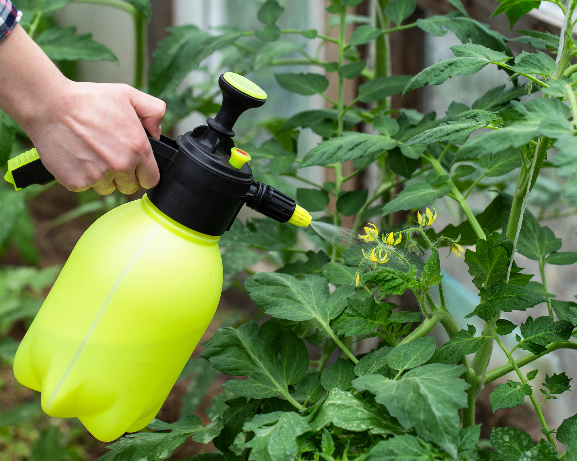 Spraying tomato plants