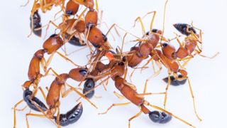 Indian jumping ants antenna-boxing to decide who will become queen.