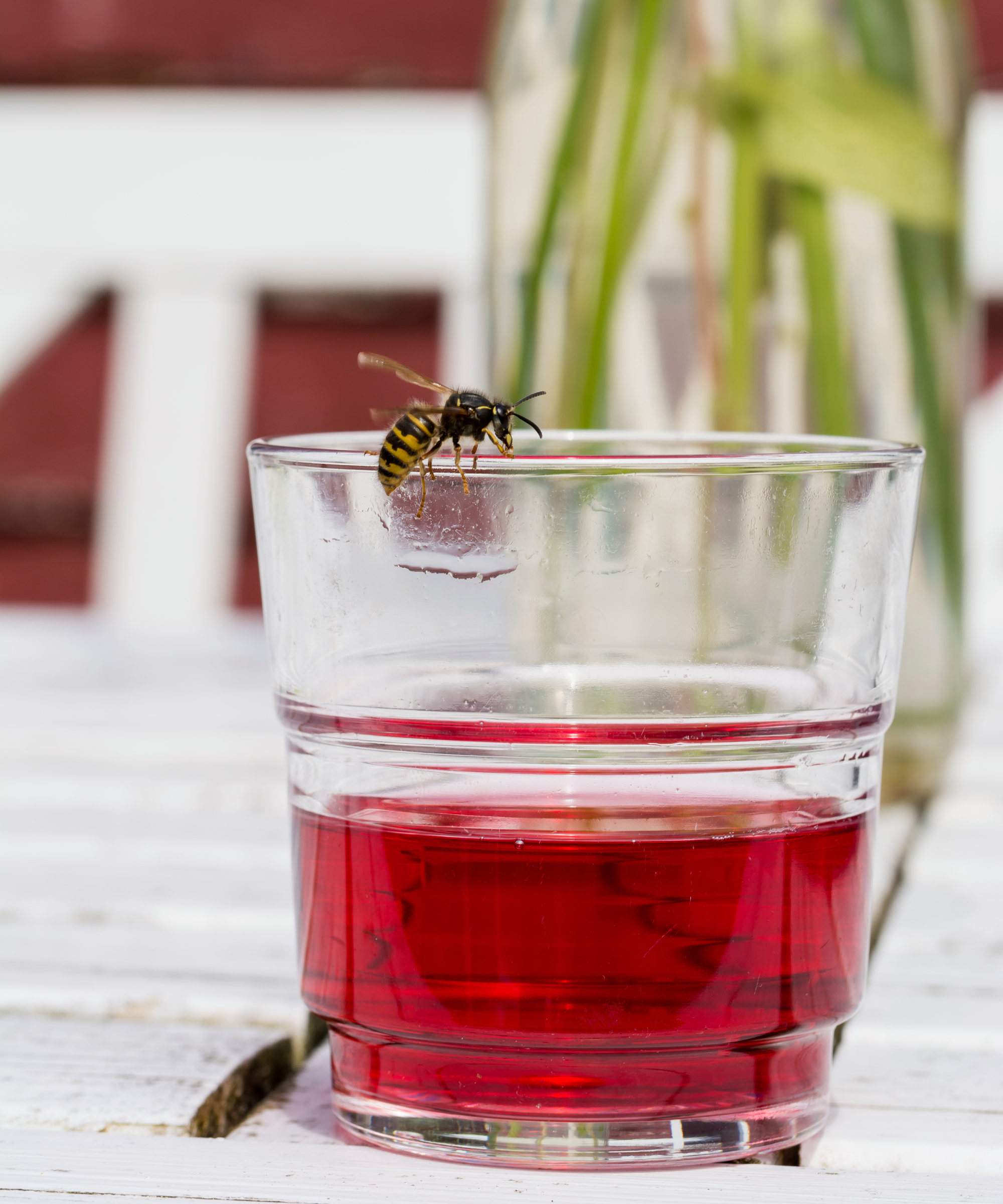 Wasp on juice glass