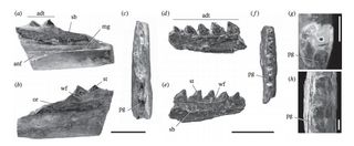 The fossilized jaws of Kawaspenodon peligrensis, a South American lizardlike reptile that survived the extinction event that killed the dinosaurs. (Scale bars represent 1 mm.)