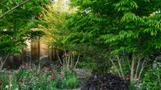 A modern glasshouse with established trees and magenta and burgundy planting