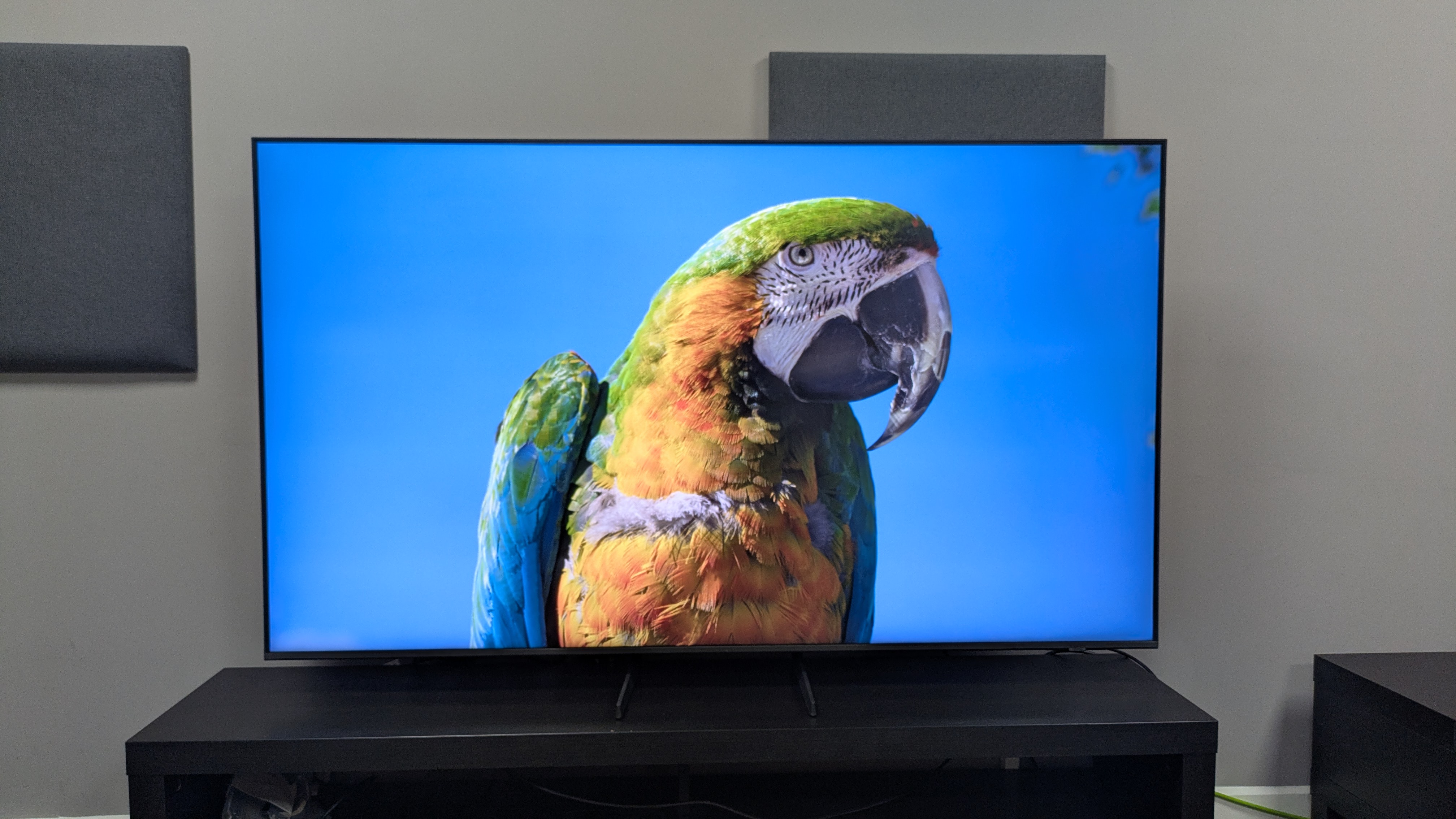 Samsung Q8F with parrot on screen