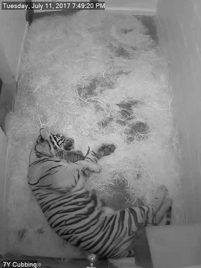 Sumatran tiger female Damai and her newborn cub.