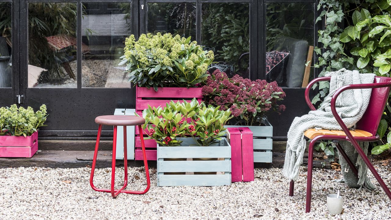 containers planted with winter flowers