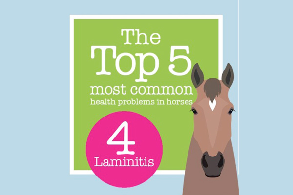 Petplan-Lamintis-Hero
