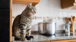 Cat on counter