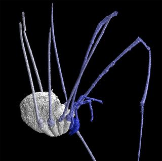 3-D images reveal ancient daddy longlegs