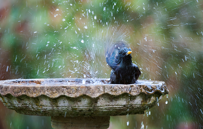 bird baths