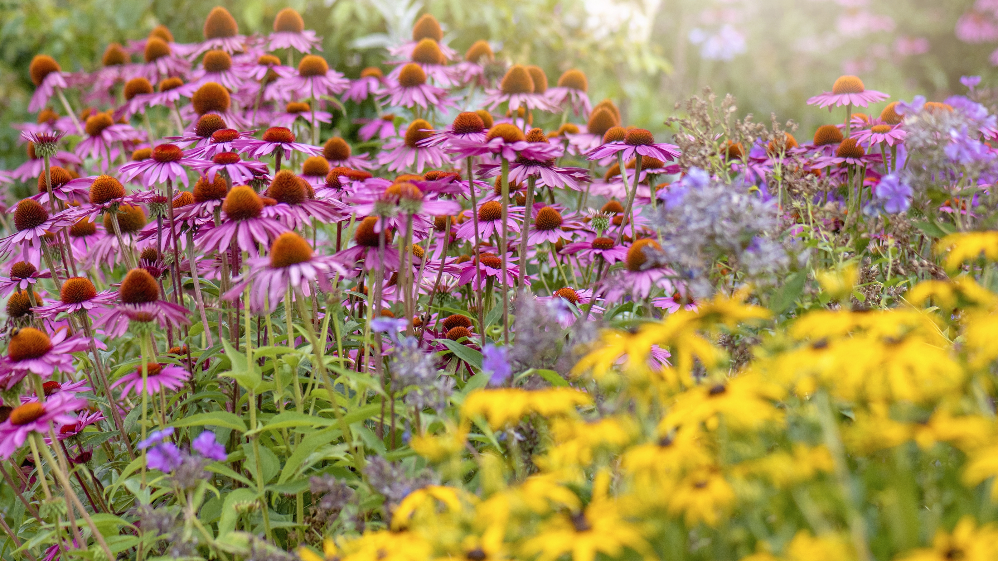 A summer flower bed with pink coneflowers and yellow black-eyed Susan