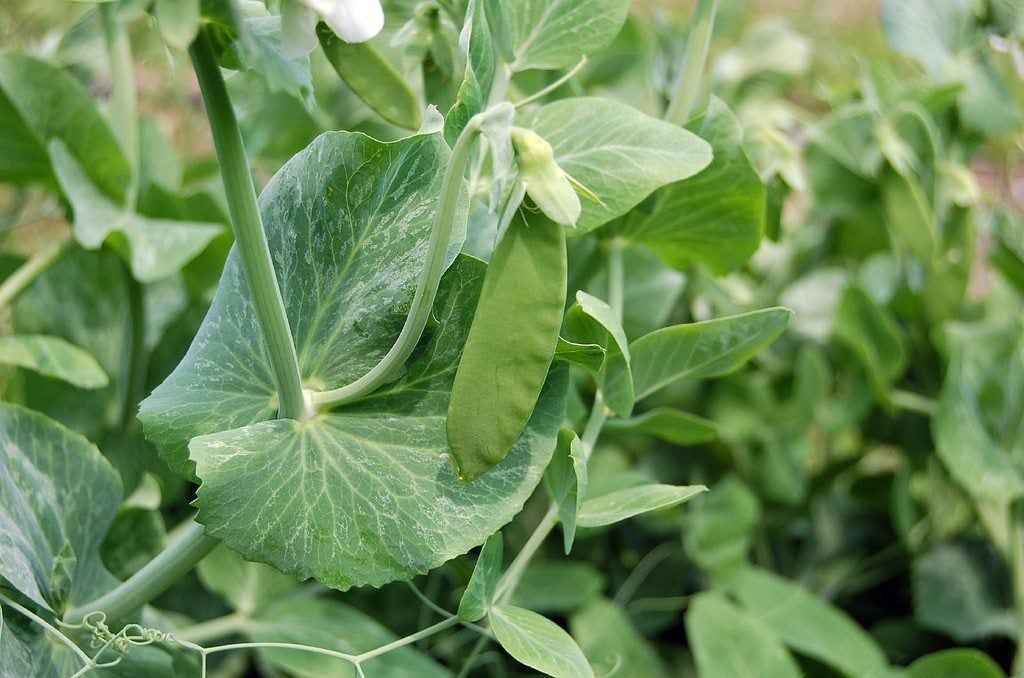 Snow Peas In The Garden