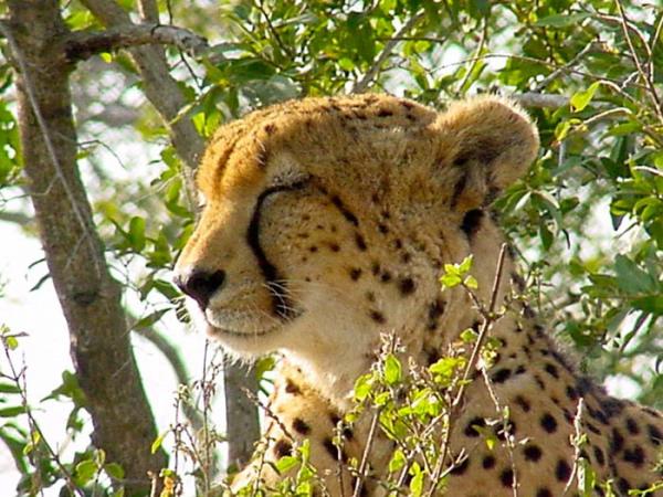 kruger-park-15-02