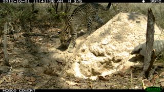An ocelot and a six-banded armadillo visited the burrow of a giant armadillo at the same time, and the little armadillo was scared off.