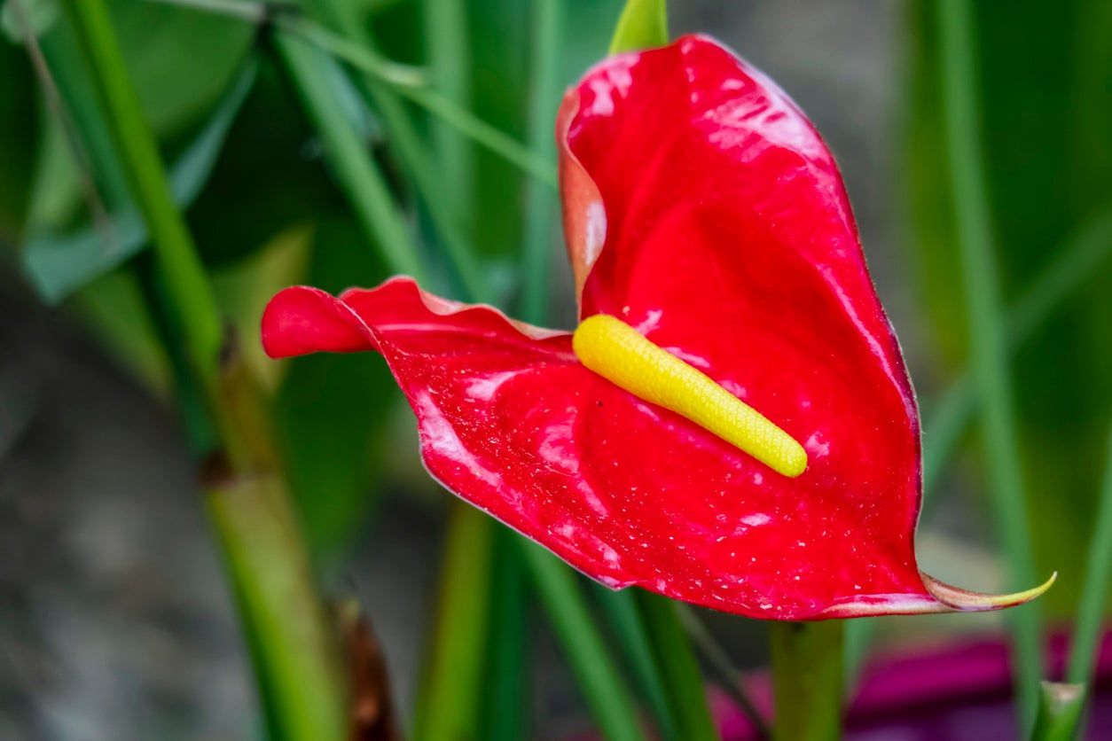 A Red Flower