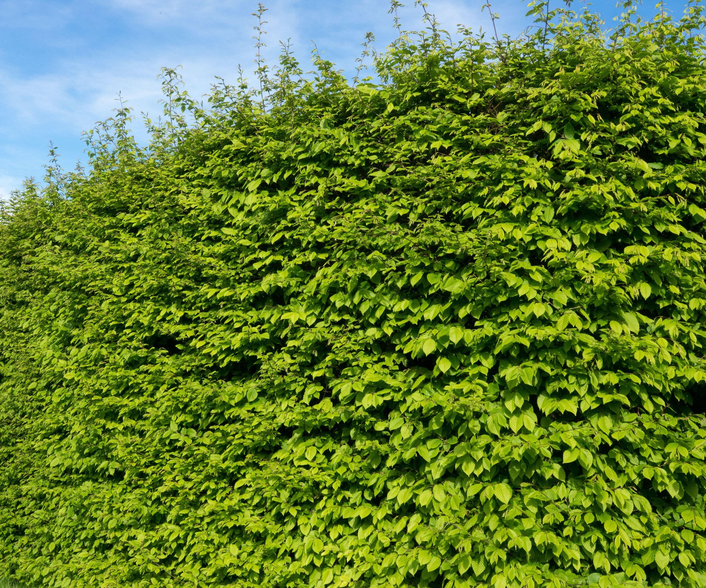 Hornbeam (Carpinus betulus) hedge in full leaf