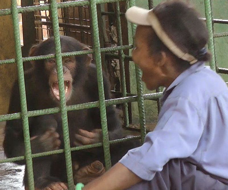 chimp yawn