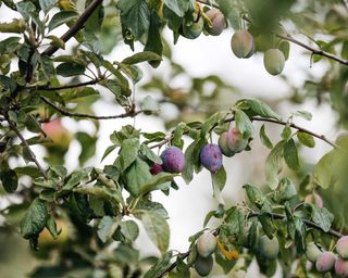 plums on fruit trees