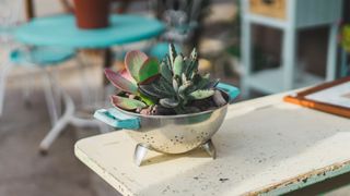 A succulent plant potted into an old colander