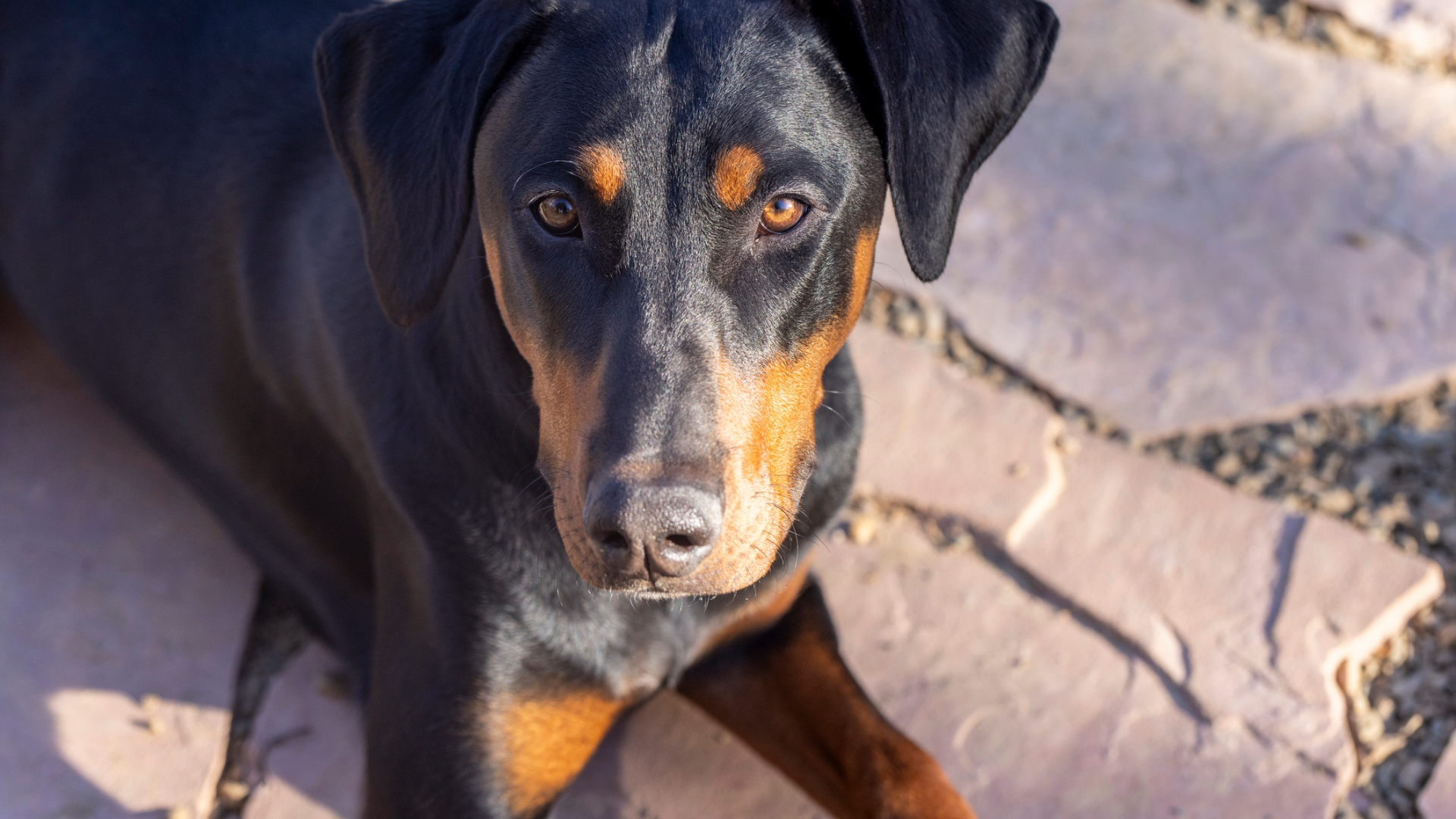 A Doberman looking at the camera