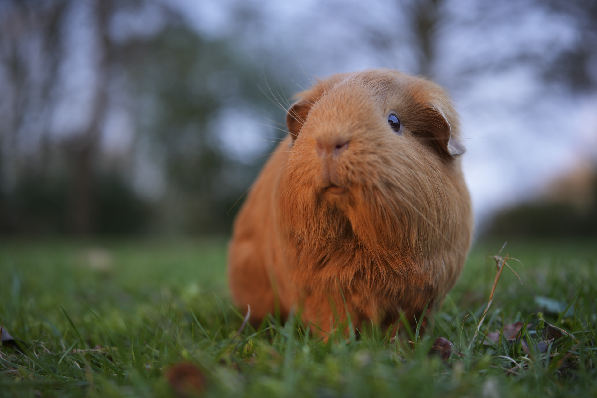 Guinea pig from ground level on a grass lawn with shallow depth of field