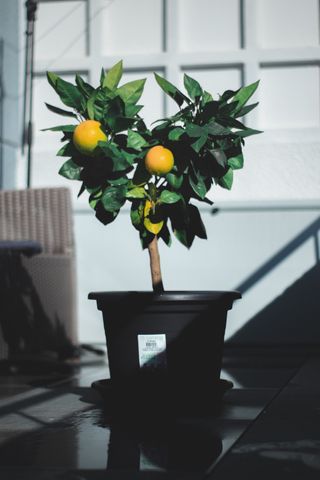 lemon tree in pot