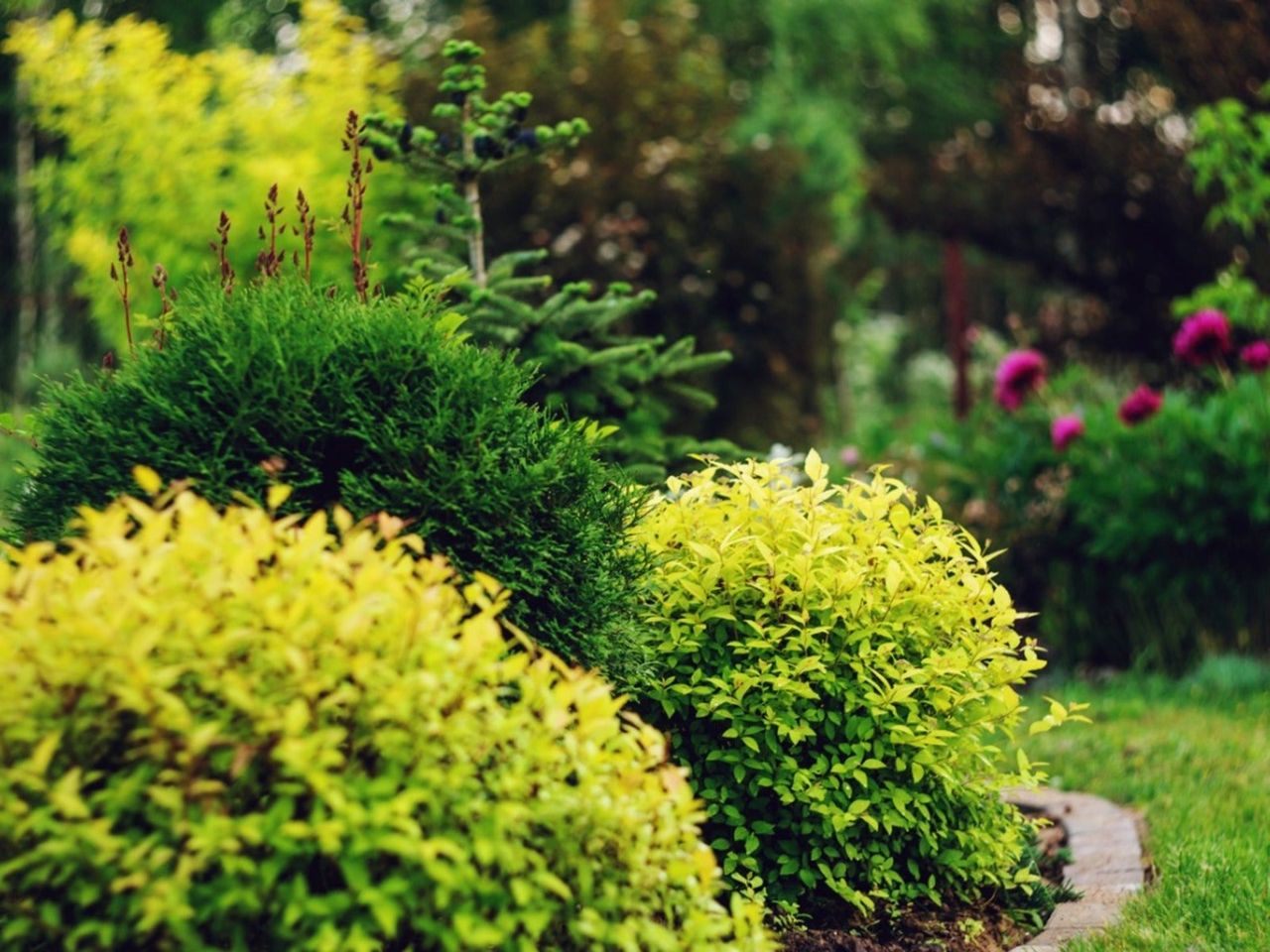 many shrubs growing in a garden bed