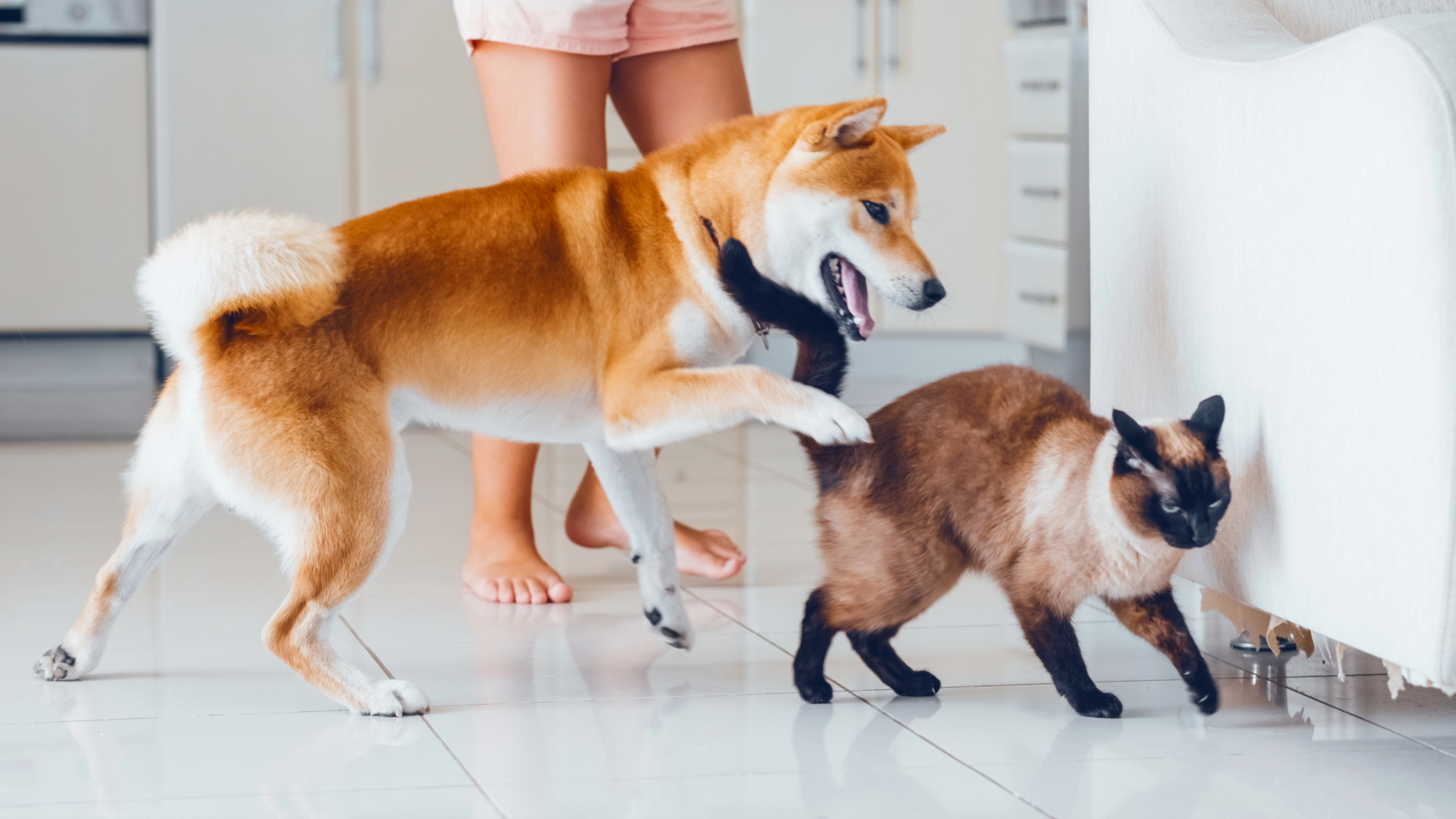 Dog harassing cat in kitchen