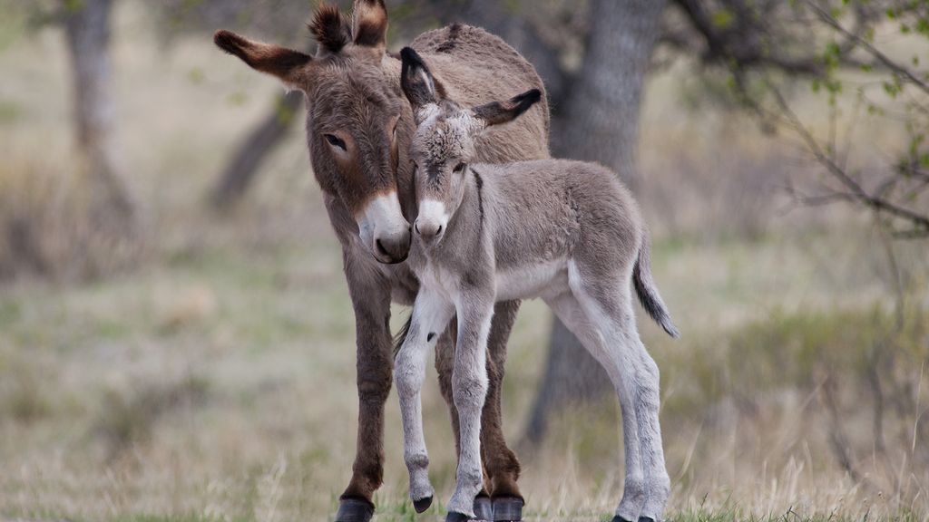 Facts about donkeys Live Science