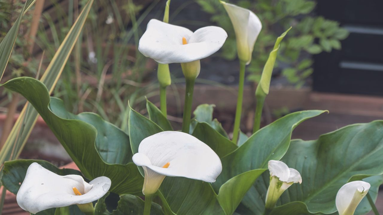 Cala lillies in garden