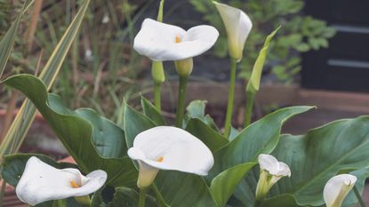 White cala lillies in garden