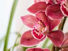 Red Cattleya Orchid Plants