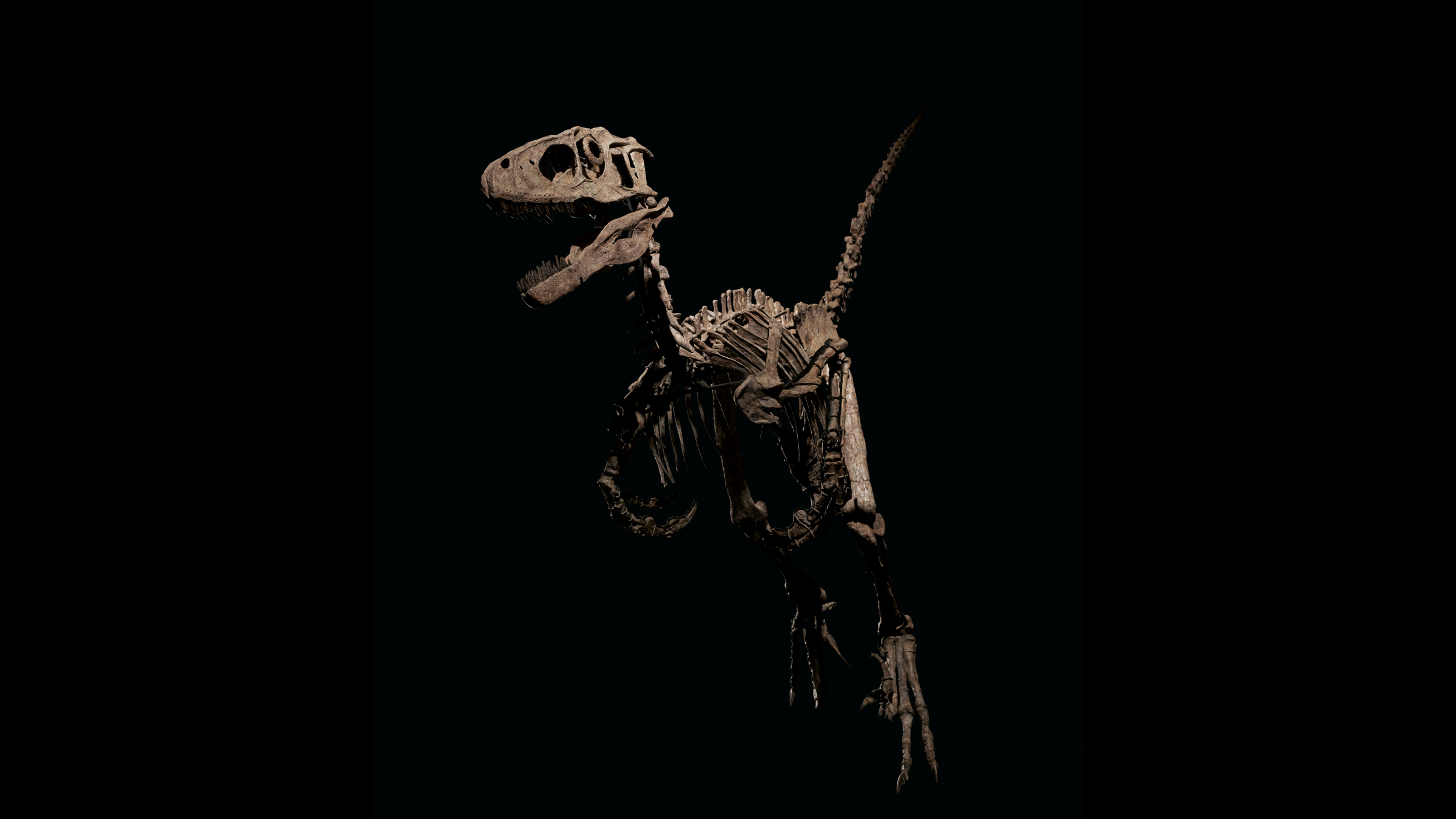 A photo of a complete Deinonychus skeleton.  Deinonychus lived in North America during the Cretaceous period.
