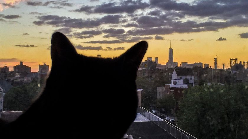 Cat silhouette looking over New York City skyline