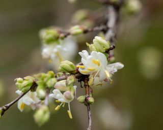 Winter Beauty Honeysuckle Flowers in Bloom