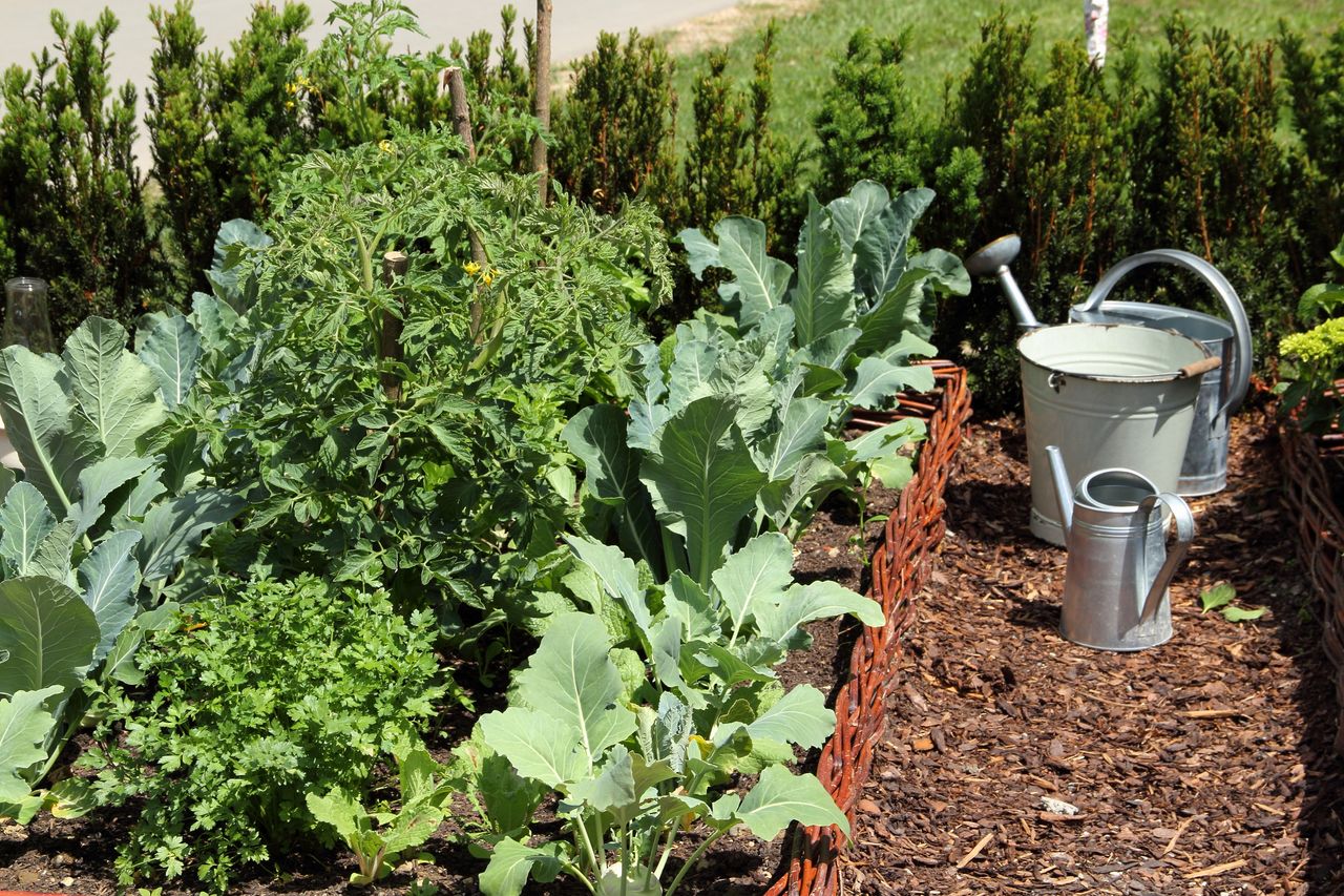 A winter vegetable garden