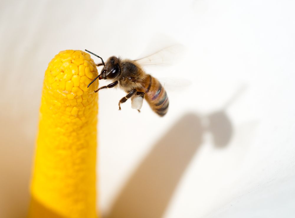 an africanized honeybee, or killer bee, 