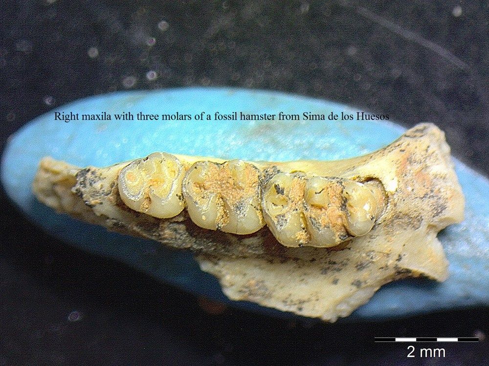 In photos: Hominin skulls with mixed traits discovered: Page 2 | Live ...