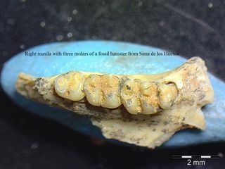 The right maxilla with three molars from an extinct hamster were discovered in the Spanish cave Sima de los Huesos.