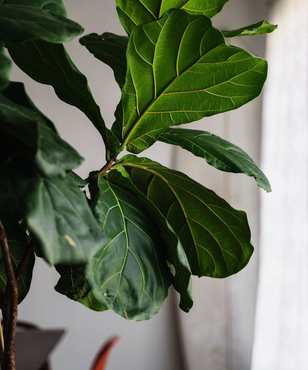 Indoor plant expert warns against the latest house plant shaking hack ...